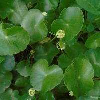 <i>Hydrocotyle umbellata</i>  L.